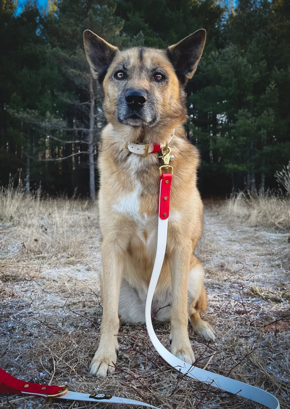 Exclusive Waterproof BioThane Christmas Jingle Bell Dog Collar