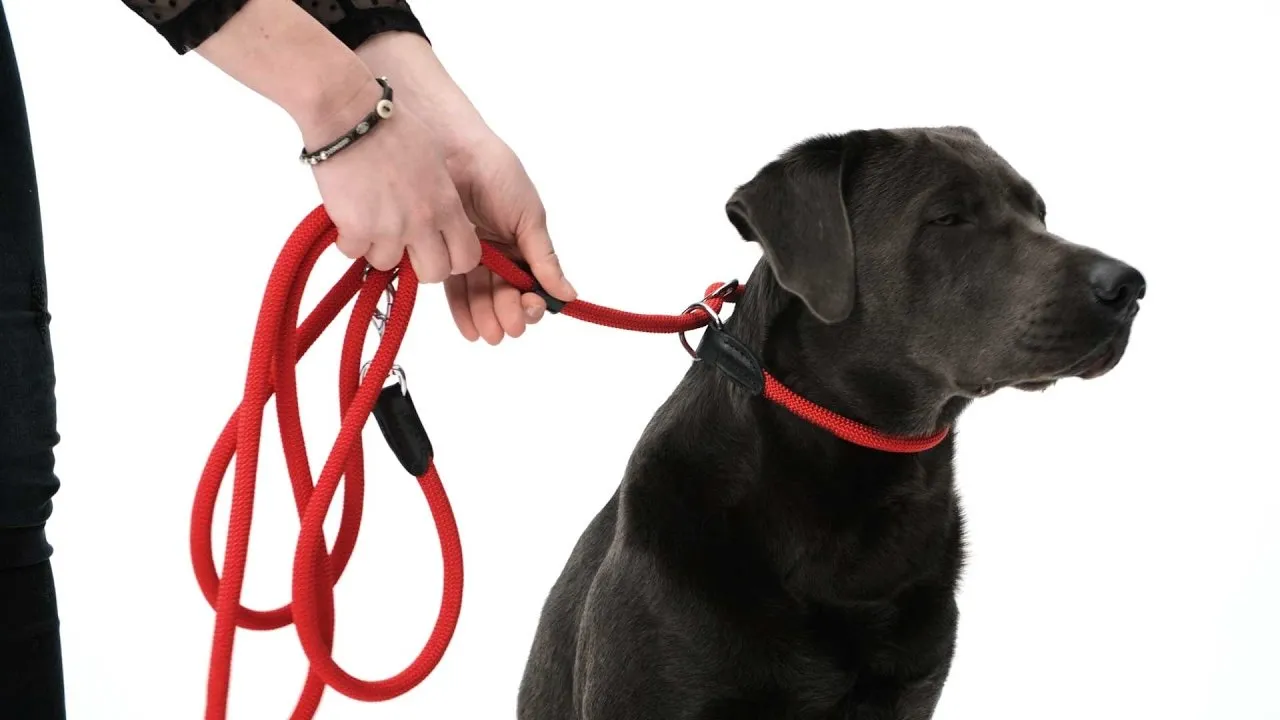 Freestyle Retriever Leashes